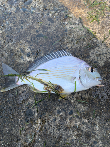 ヘダイの釣果