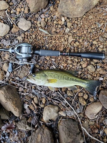 ラージマウスバスの釣果