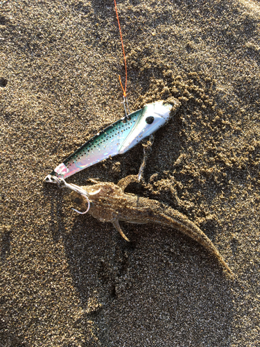 マゴチの釣果