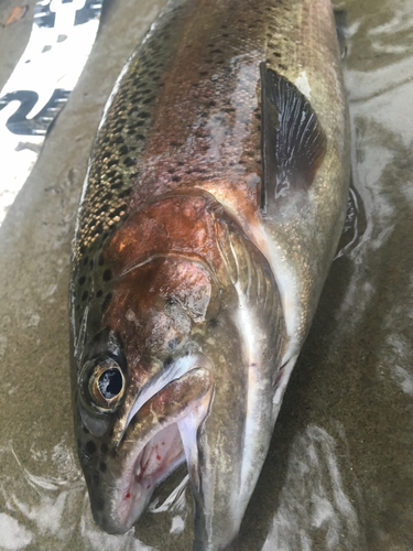 ニジマスの釣果