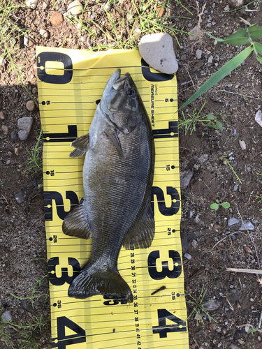 スモールマウスバスの釣果