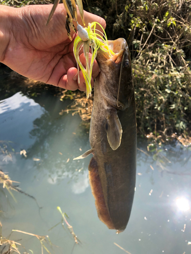 ナマズの釣果