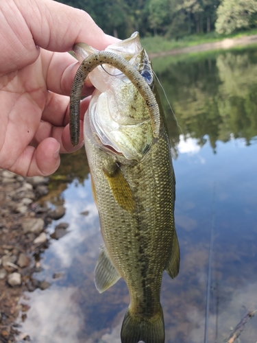 ラージマウスバスの釣果