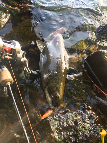 ヒメマスの釣果