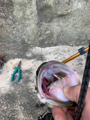 ブラックバスの釣果