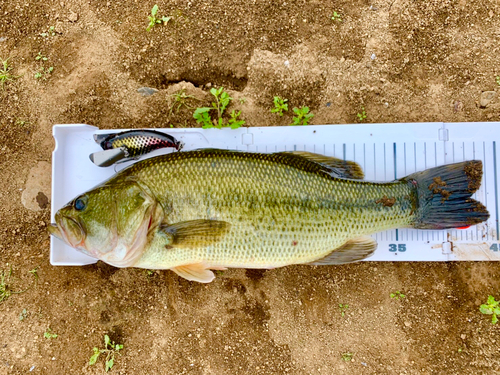 ブラックバスの釣果