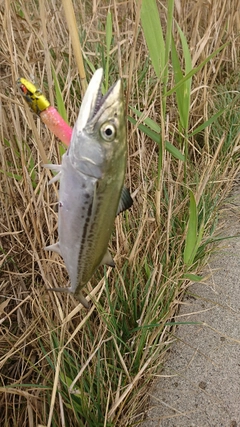 サゴシの釣果