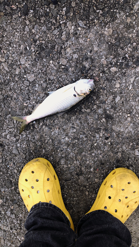 コノシロの釣果