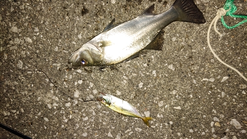 セイゴ（ヒラスズキ）の釣果