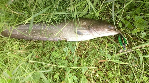 ナマズの釣果