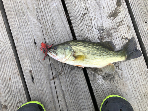 ブラックバスの釣果