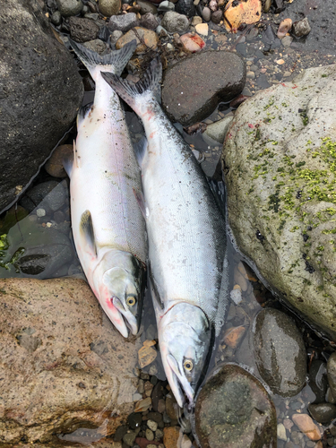 カラフトマスの釣果