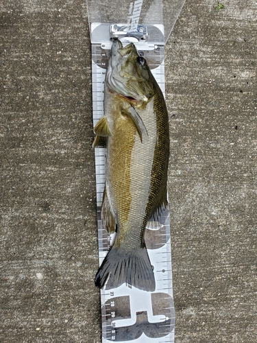 スモールマウスバスの釣果