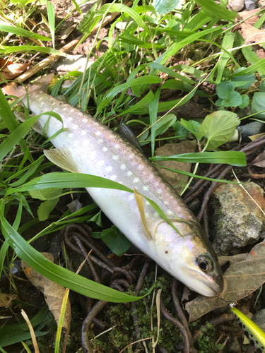 アメマスの釣果