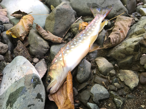 アメマスの釣果