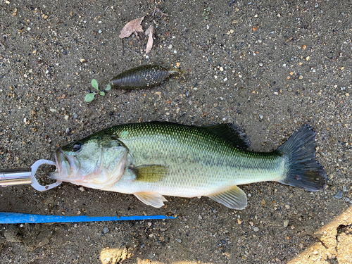 釣果