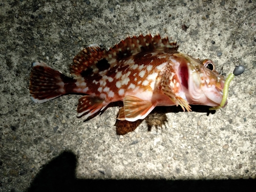 カサゴの釣果