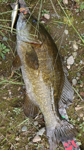 スモールマウスバスの釣果