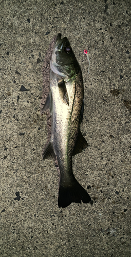 シーバスの釣果