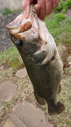 ラージマウスバスの釣果