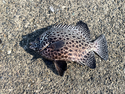 イシガキダイの釣果