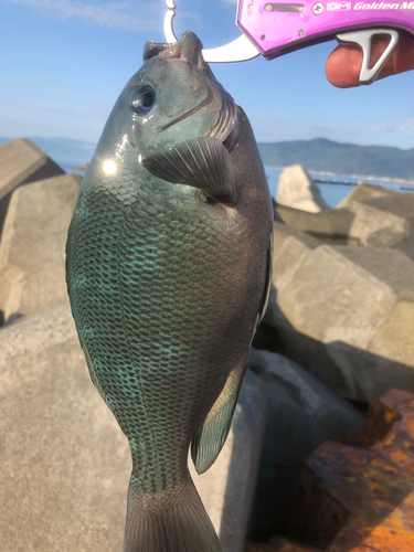 クチブトグレの釣果