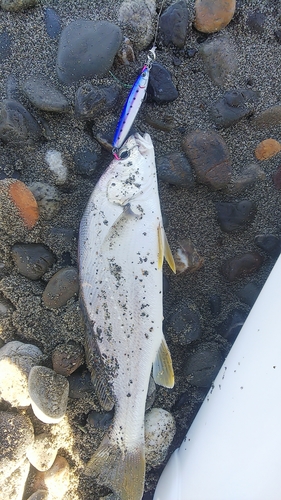 オオニベの釣果