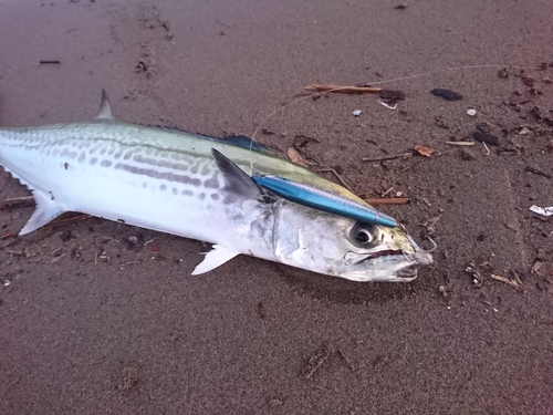 サワラの釣果