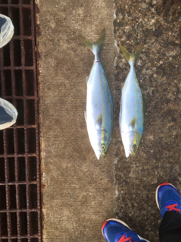 ハマチの釣果