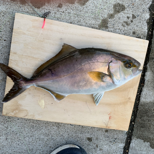 シオの釣果