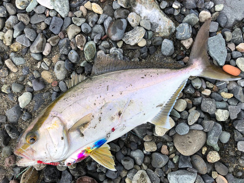 ショゴの釣果