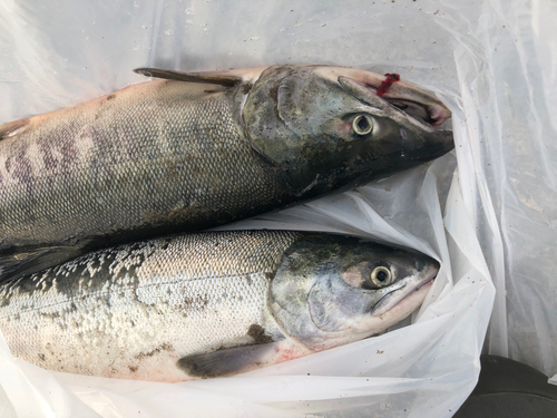 シロザケの釣果