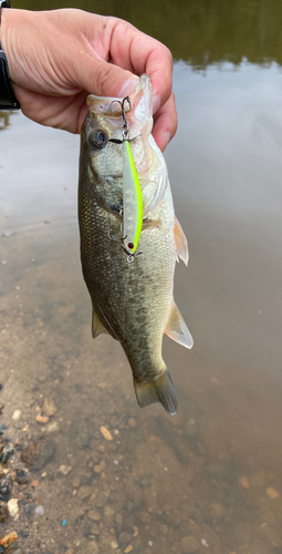 ブラックバスの釣果