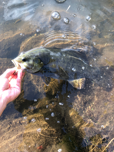 スモールマウスバスの釣果