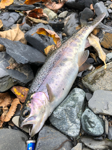 ニジマスの釣果