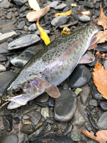 ニジマスの釣果