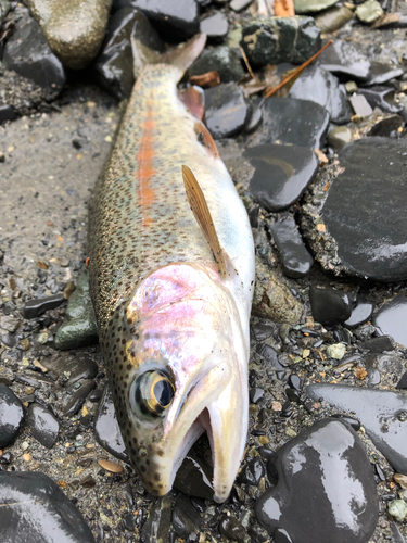 ニジマスの釣果