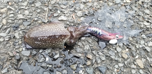 シリヤケイカの釣果