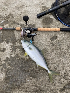 ワカシの釣果