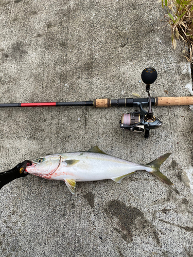 ワカシの釣果