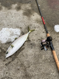 イナダの釣果