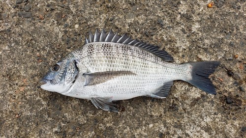 クロダイの釣果