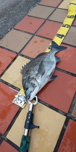 クロダイの釣果