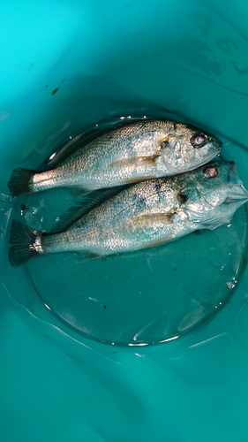 イシモチの釣果