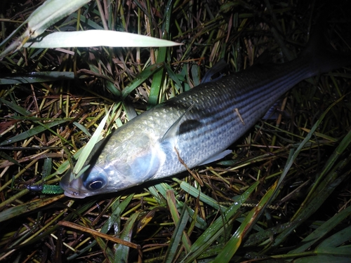 ボラの釣果