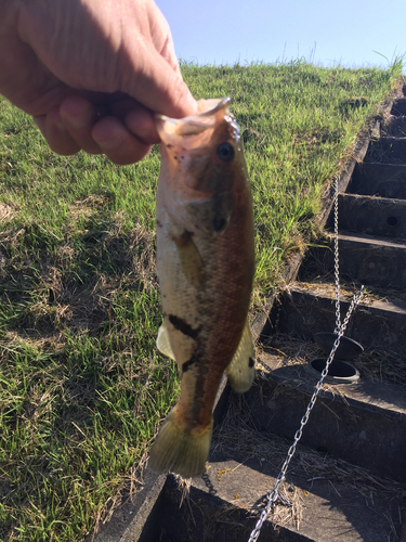 ラージマウスバスの釣果