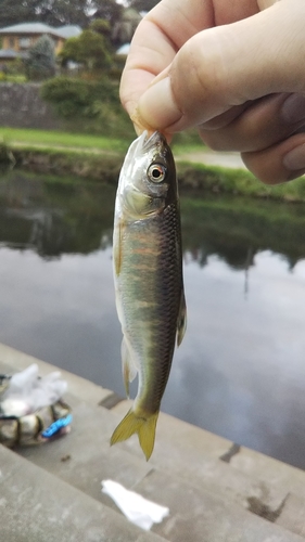 オイカワの釣果