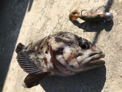 オウゴンムラソイの釣果