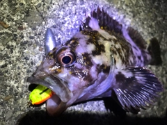 オウゴンムラソイの釣果