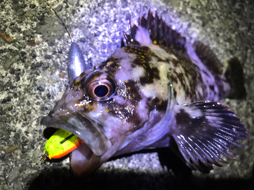 オウゴンムラソイの釣果